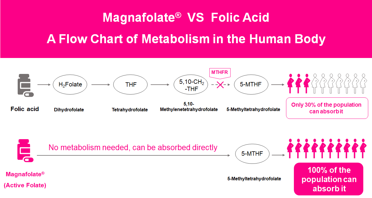 Vývojový diagram metabolismu v lidském těle, aktivní folát vs. kyselina listová