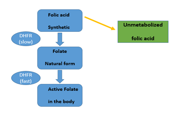 Denní příjem 266 mcg kyseliny listové narušuje náš normální metabolismus folátu