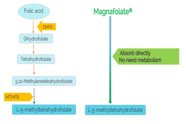 Je nutné užívat doplňky obsahující methylfolát spíše než kyselinu listovou?