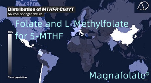 Folát a L-methylfolát pro 5-MTHF