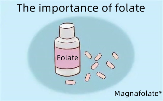 Význam folátu-magnafolátu