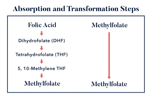 Jaké jsou klíčové podobnosti kyseliny listové a L-methylfolátu?