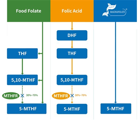 Co je 5-methyltetrahydrofolát?