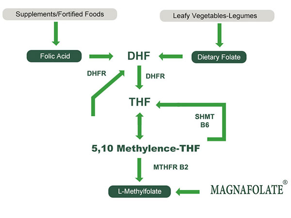 L-Methylfolate VS Food Folate VS Kyselina listová
