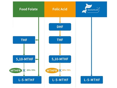 L-5-methyltetrahydrofolát vápenatý VS kyselina listová